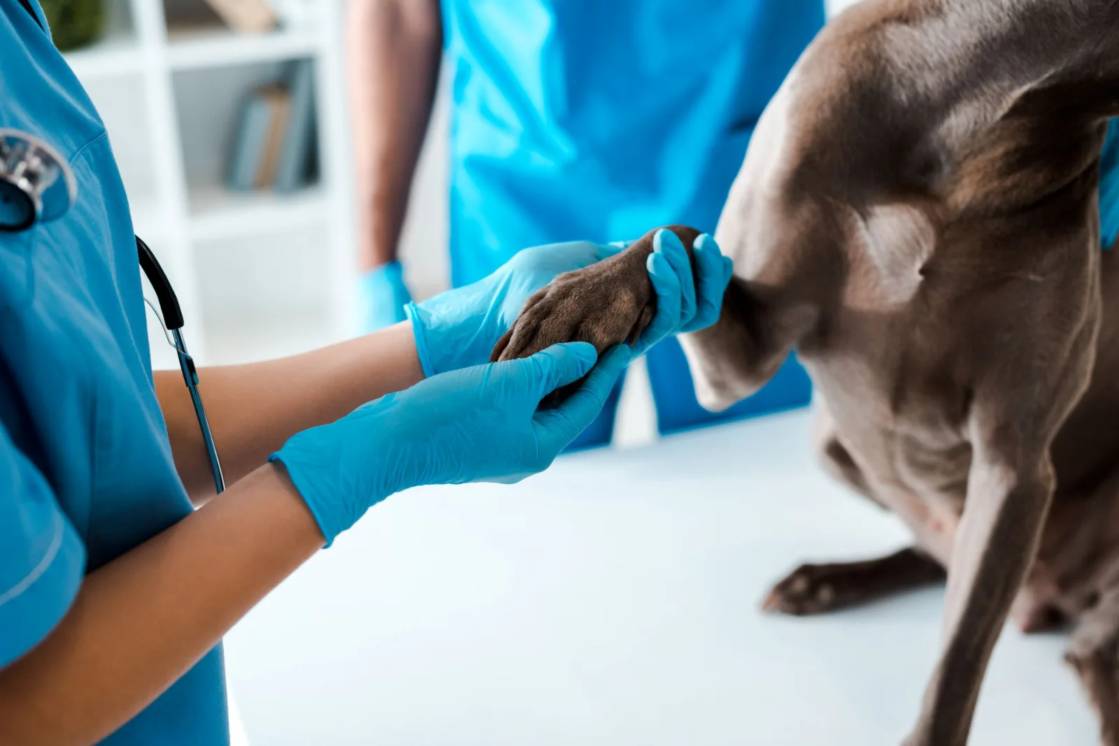 Veterinarian examining dog paw in clinic setting