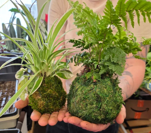 Discover Kokedama